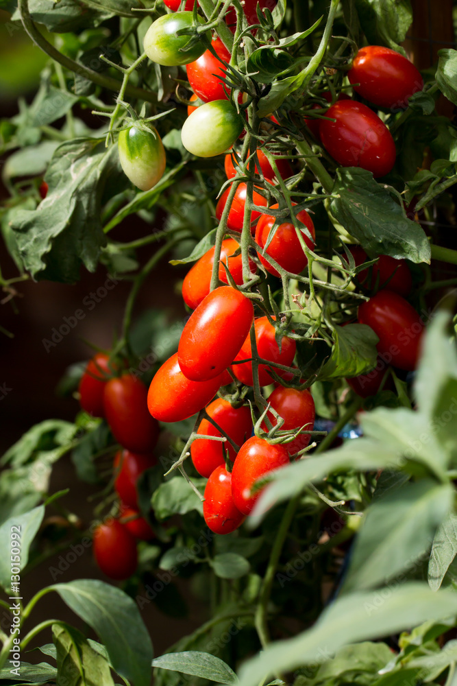 Tomatoes plant and fruits 