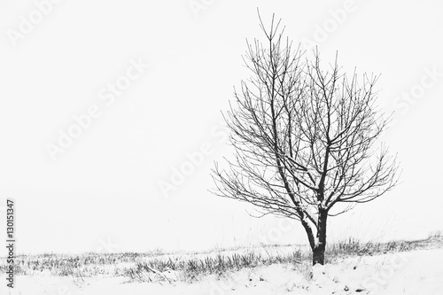 Lone tree covered in snow on cold winter day