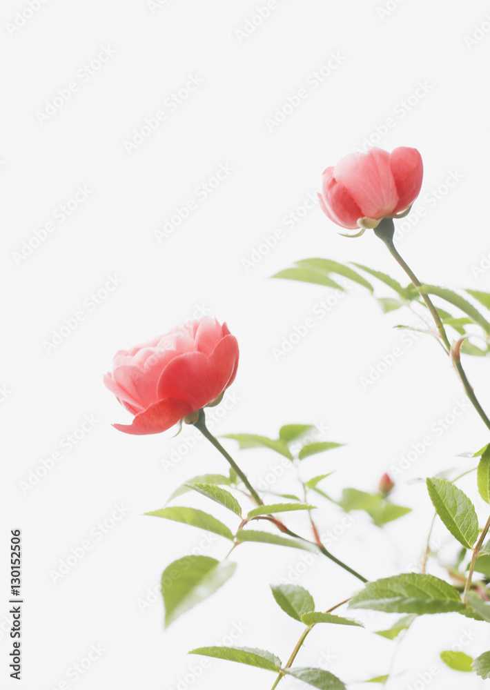 Naklejka premium Roses