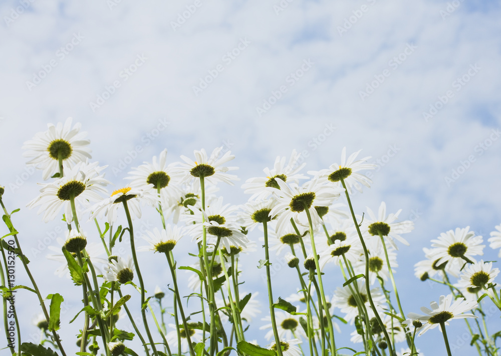Shasta Daisy