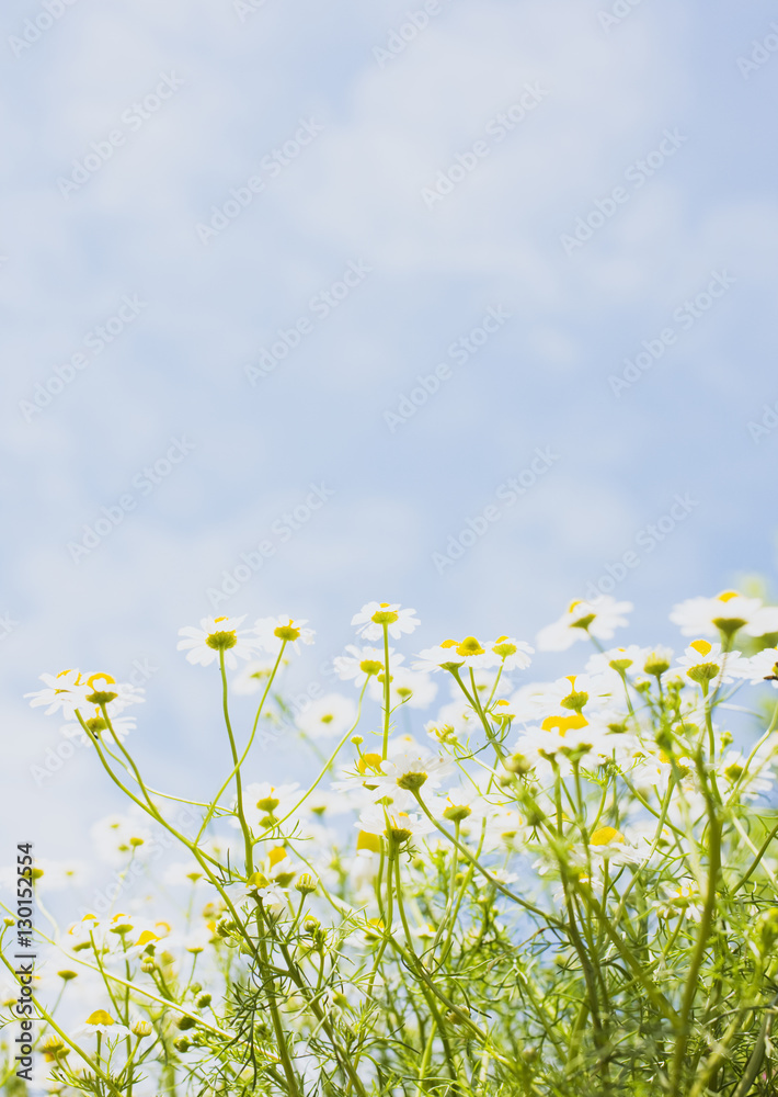 Chamomile Chamomile
