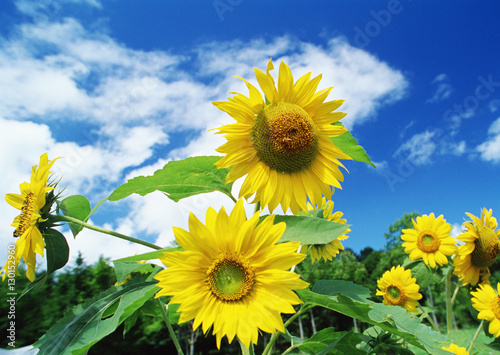 Sunflower field