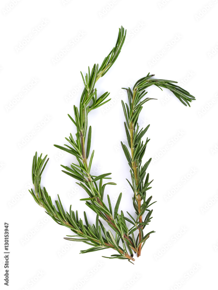 rosemary on a white background rosemary on a white background