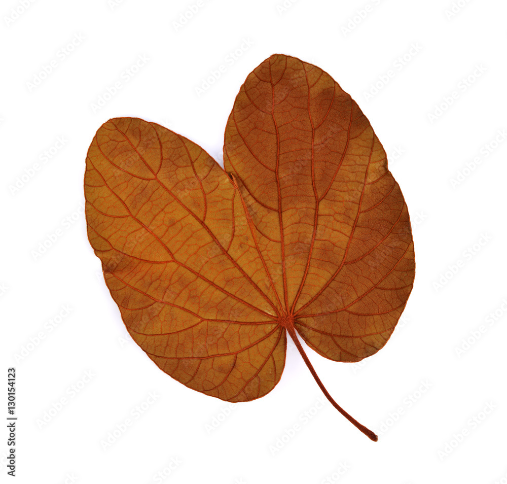 Dry leaf on white background Dry leaf on white background