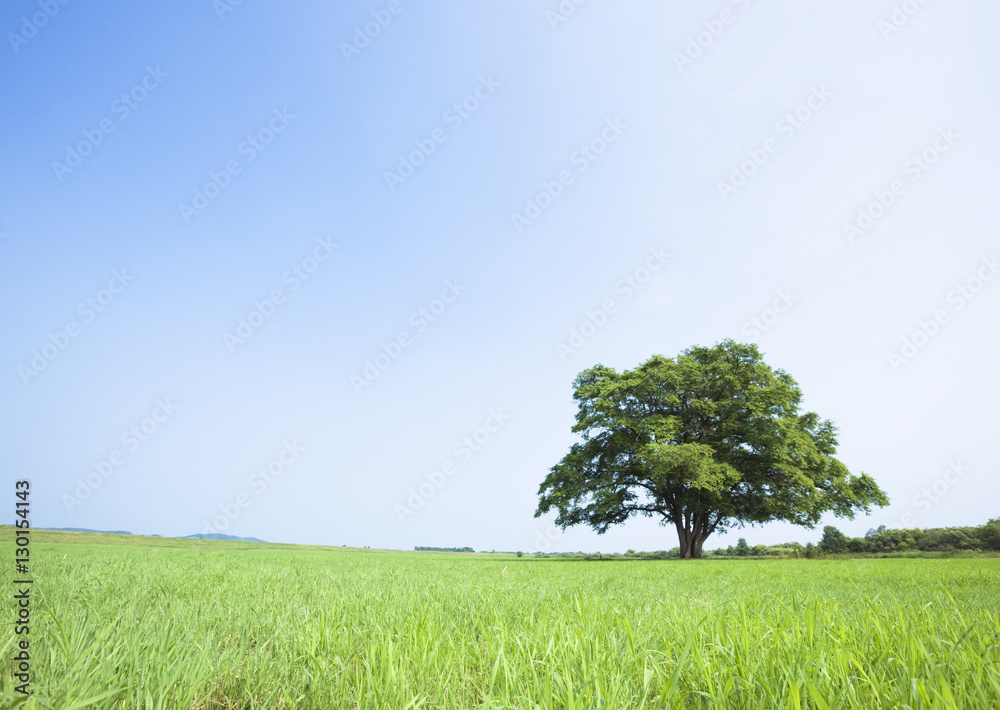 Obraz premium Blue sky and field of grass