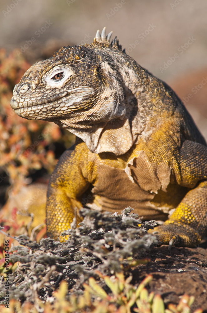 Galapagos land iguana (Conolophus subcristatus), Isla Plaza (Plaza island), Galapagos Islands, Ecuador Galapagos land iguana (Conolophus subcristatus), Isla Plaza (Plaza island), Galapagos Islands, Ecuador