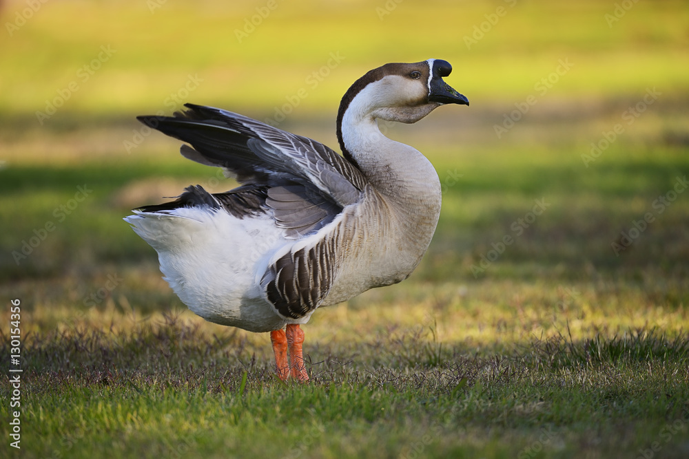 Geese Geese