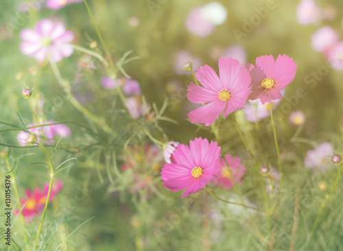Pink cosmos flower full bloom in field. Selective focus. Vintage