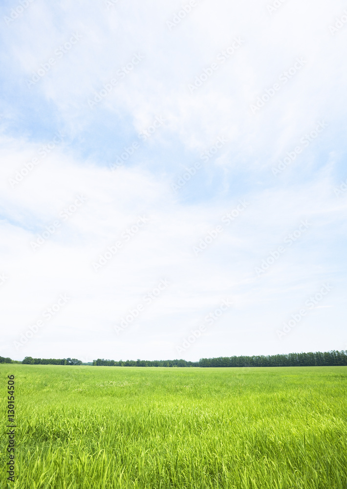 Blue sky and the field of grass Blue sky and the field of grass