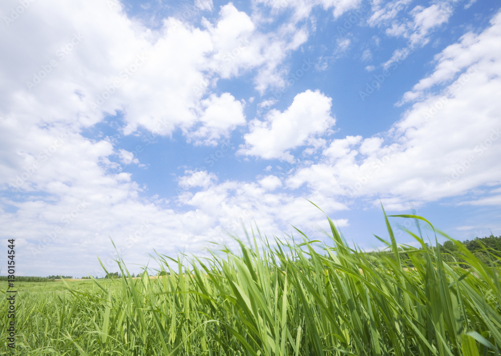 Blue sky and wild grass