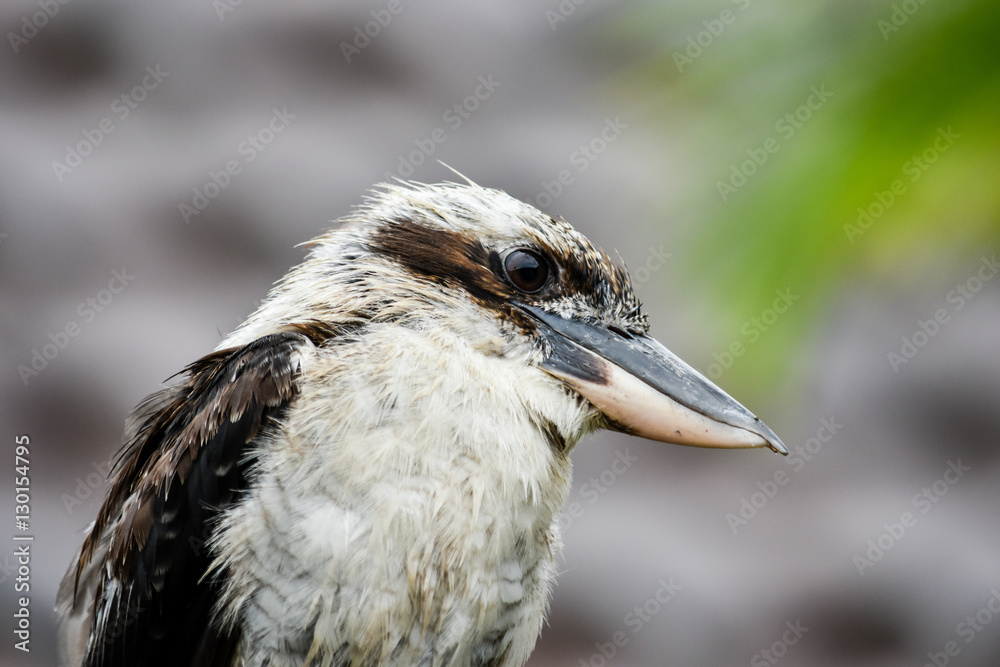 Fototapeta premium Australian Kookaburra drying off after getting wet in a storm