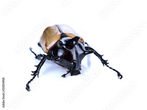 Rhinoceros beetle, Rhino beetle, Hercules beetle, Unicorn beetle photo