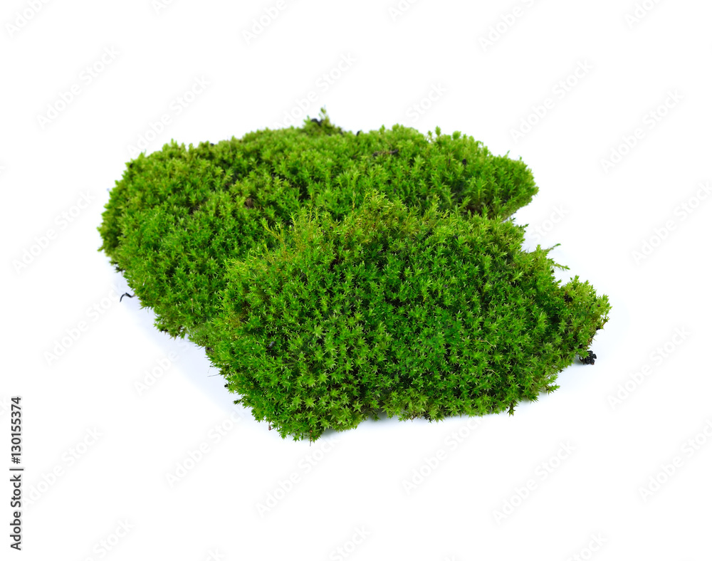Fototapeta premium moss isolated on white bakground