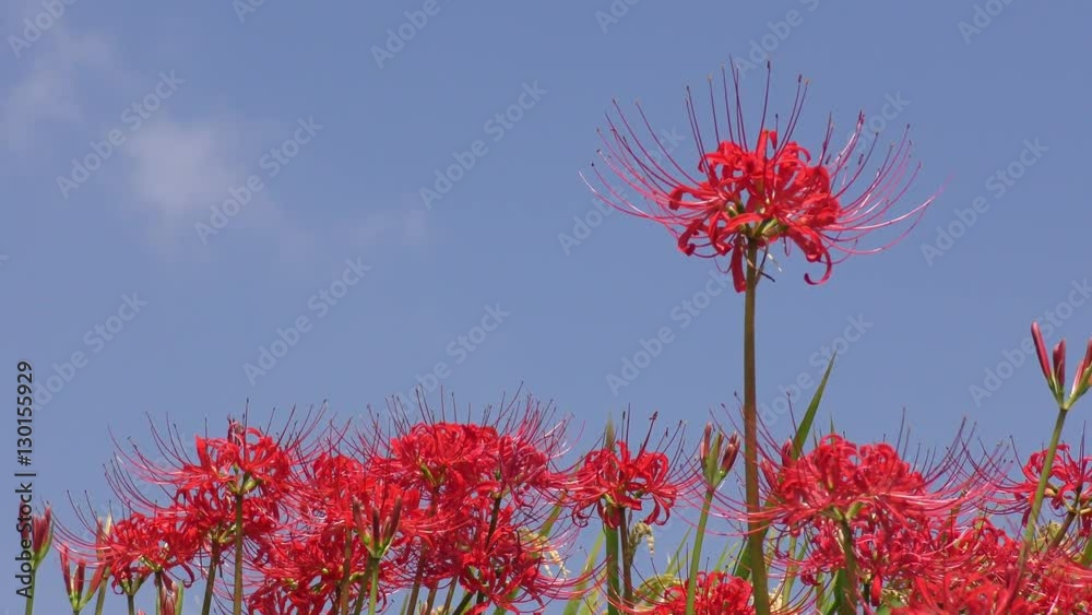 マンジュシャゲの花と青空 マンジュシャゲの花と青空
