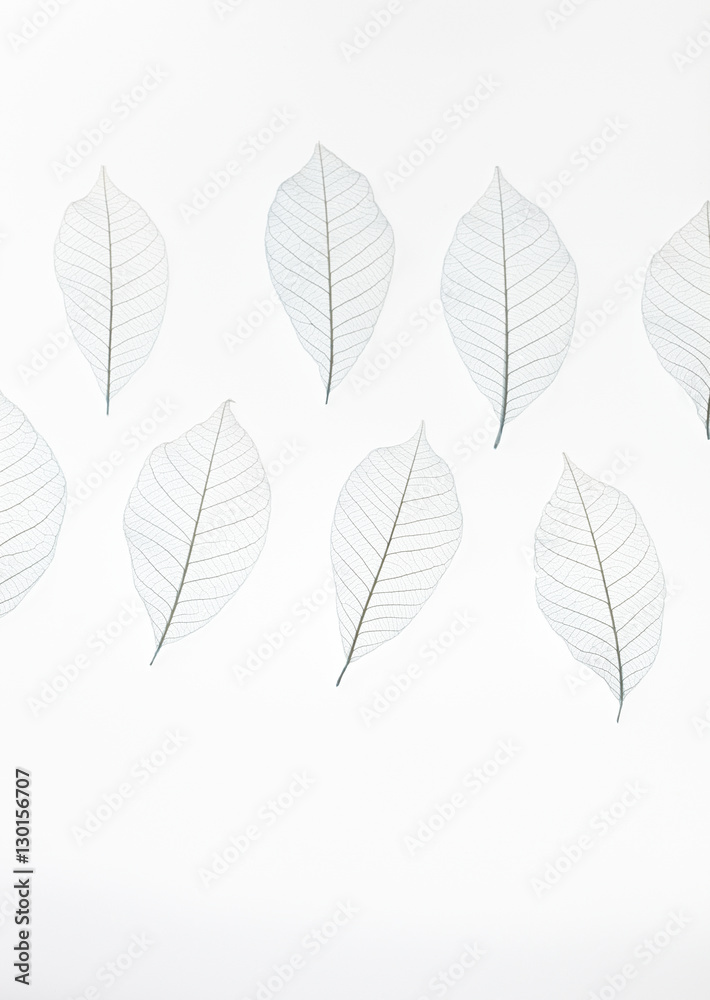 Leaf image Leaf image