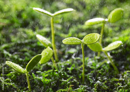 Plant shoots
