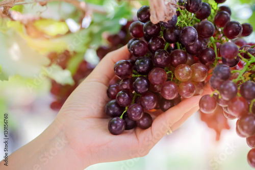 Grapes red on hand in the garden.