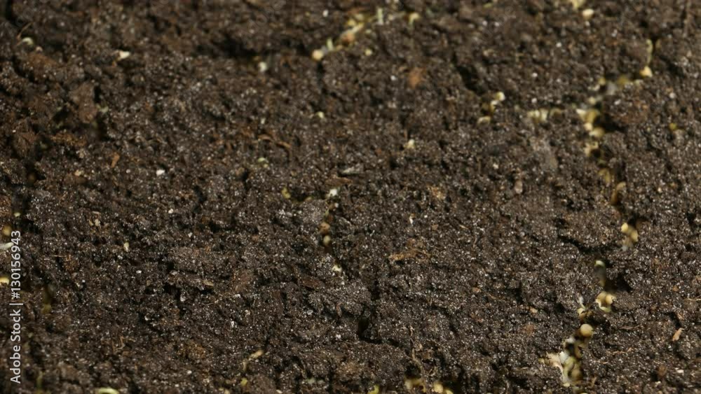 Growing Green Mustard Plants Agriculture Spring Timelapse Growing Green Mustard Plants Agriculture Spring Timelapse