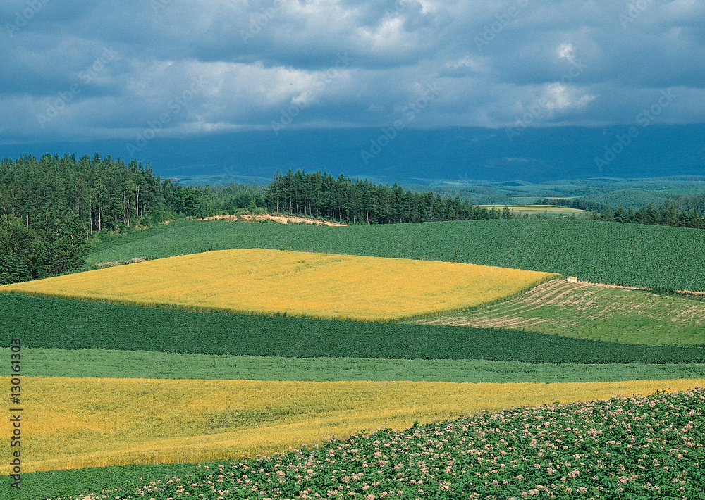 Fototapeta premium Wheat Field