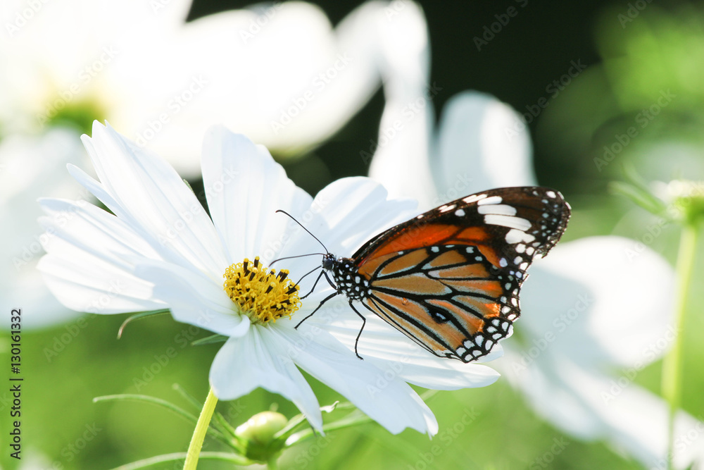 Butterfly and cosmos flower. Stock-Foto | Adobe Stock