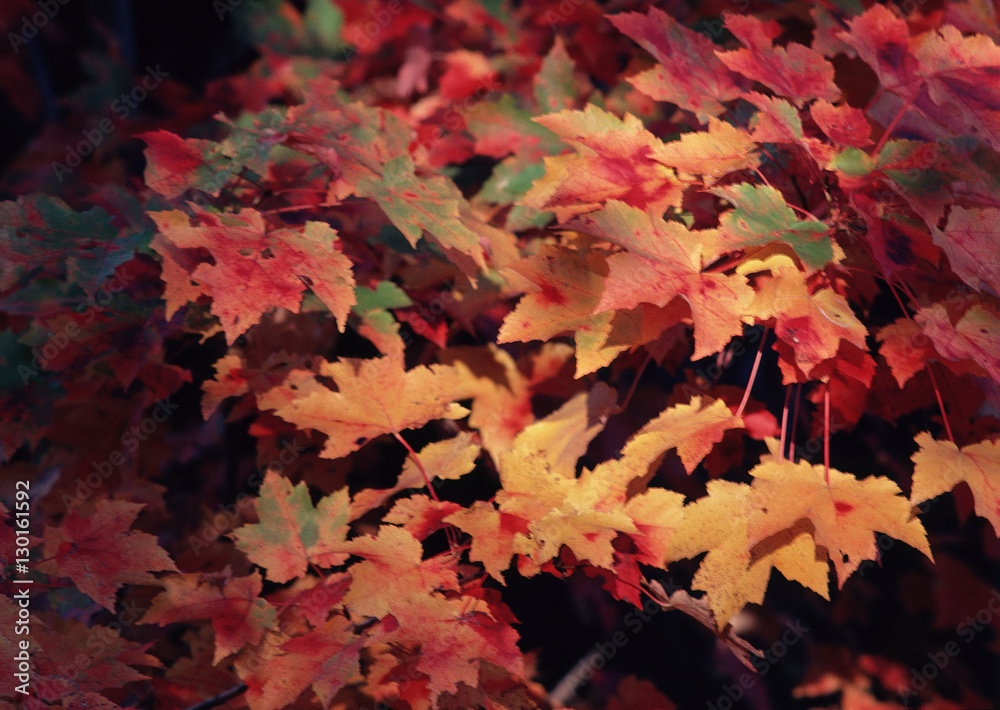 Fototapeta premium Colored Leaves