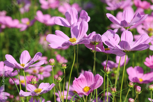 cosmos flower blossom in grass.