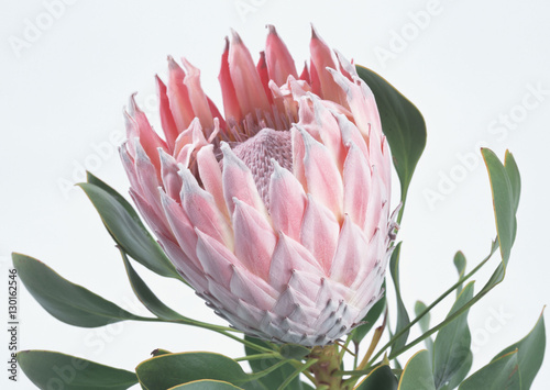 King Protea photo