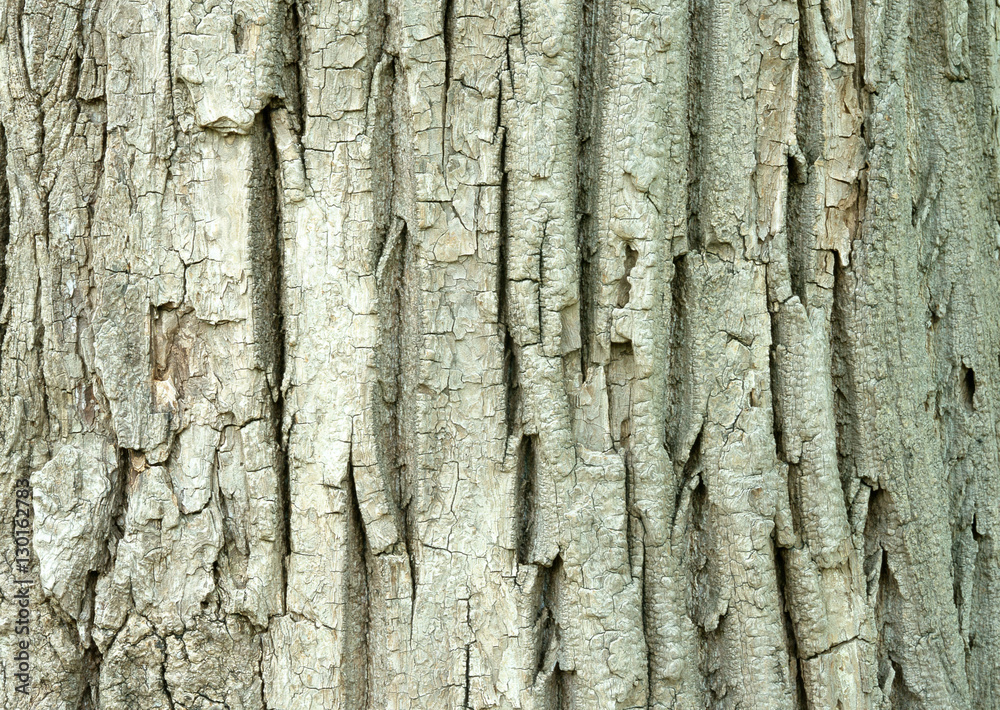 Obraz premium Japanese Poplar