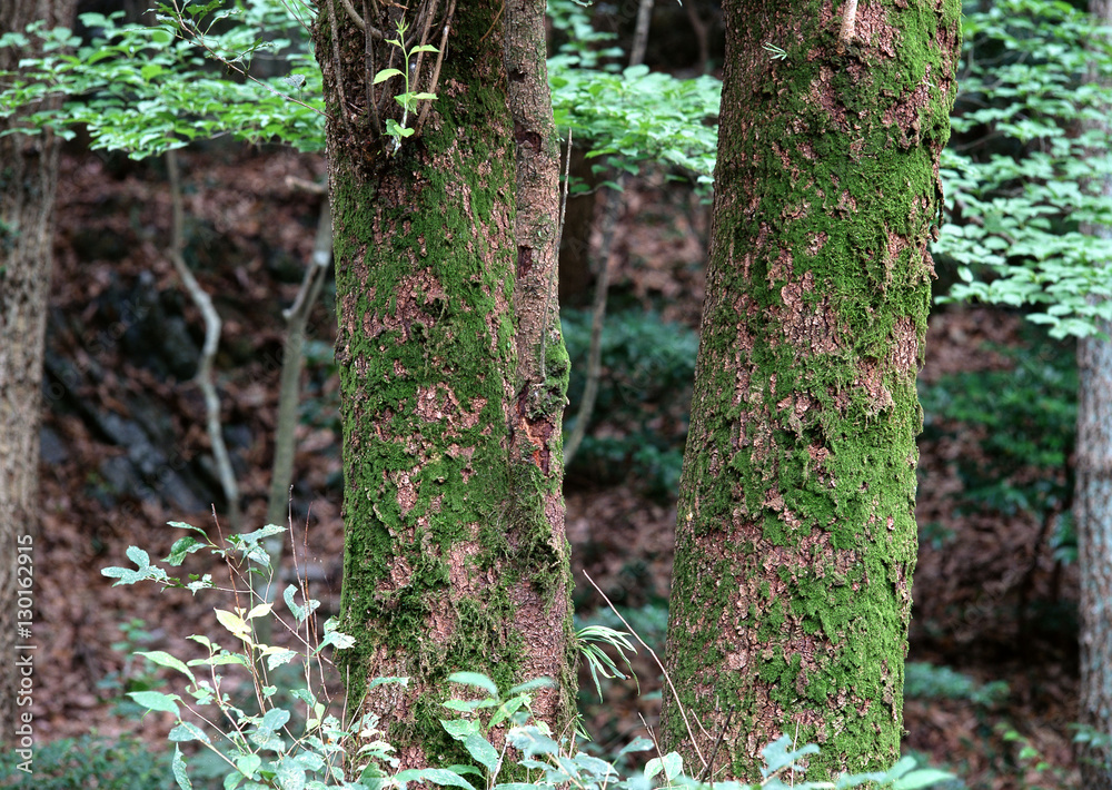 Naklejka premium Trunk