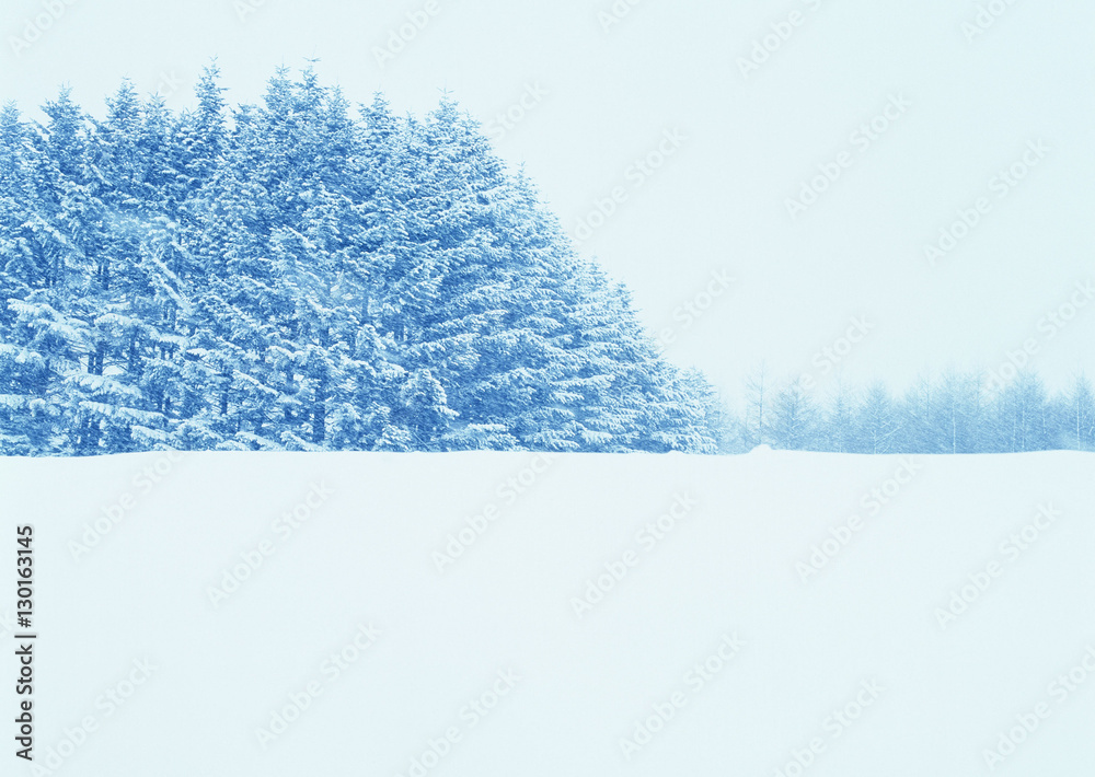 Naklejka premium Snowy Field and Forest