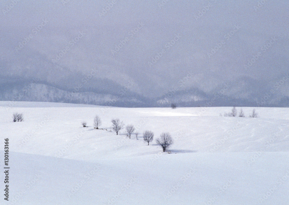 Snowy Field