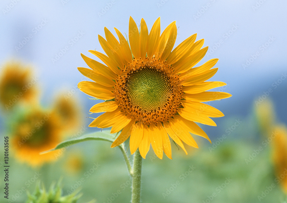 Sunflower Sunflower