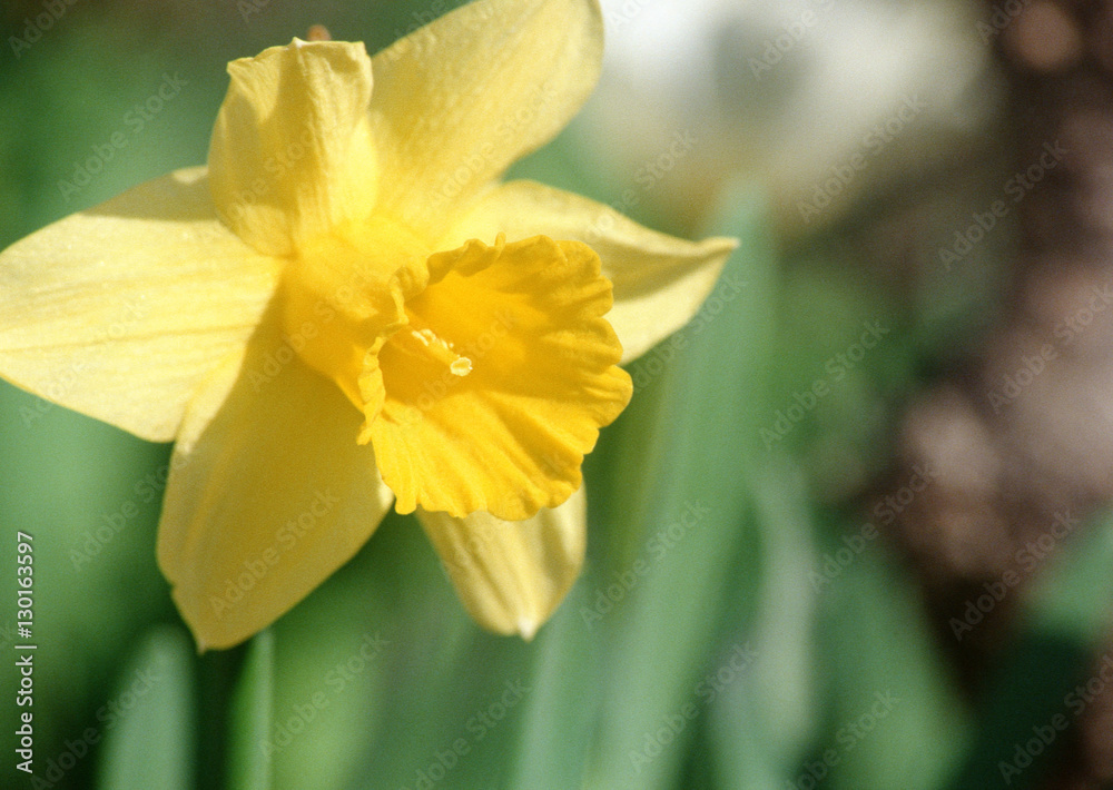 Daffodil Daffodil
