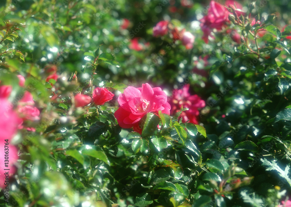 Obraz premium Rose
