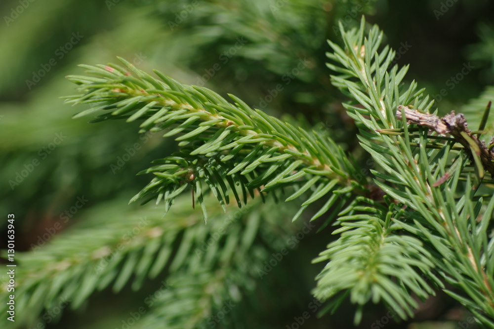 The branch of pine trees