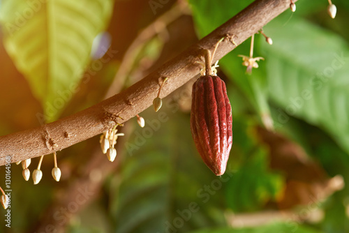 Cacao branch with young fruit photo