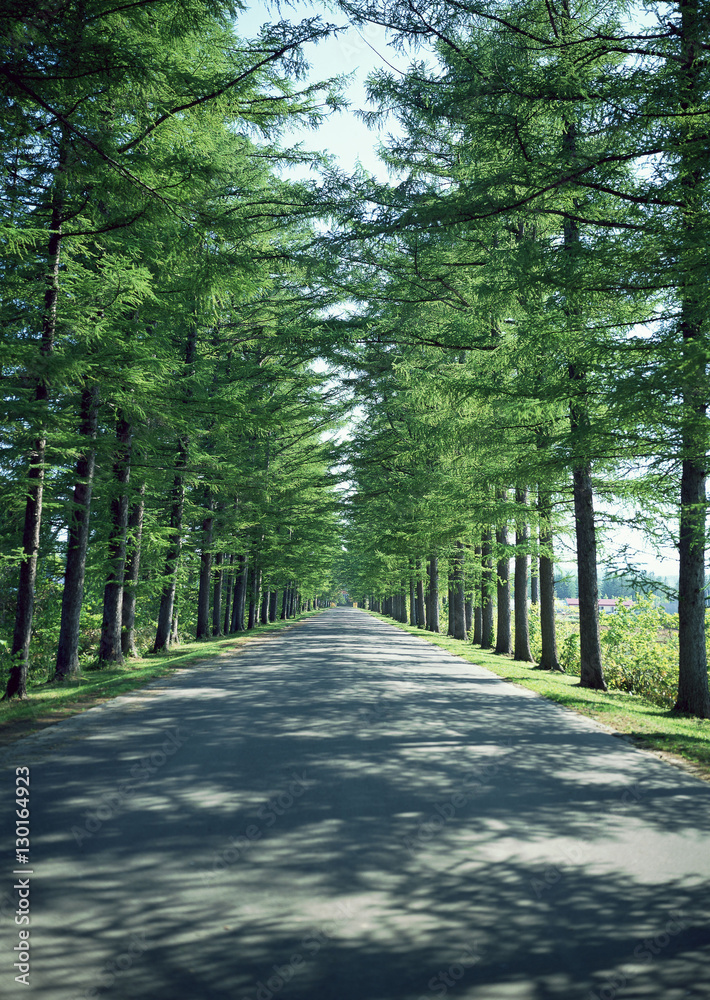 Fototapeta premium Avenue