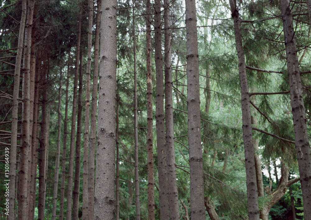 Naklejka premium Forest