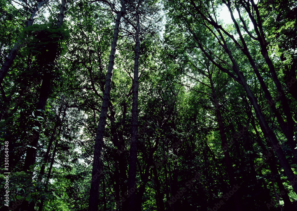 Obraz premium Forest