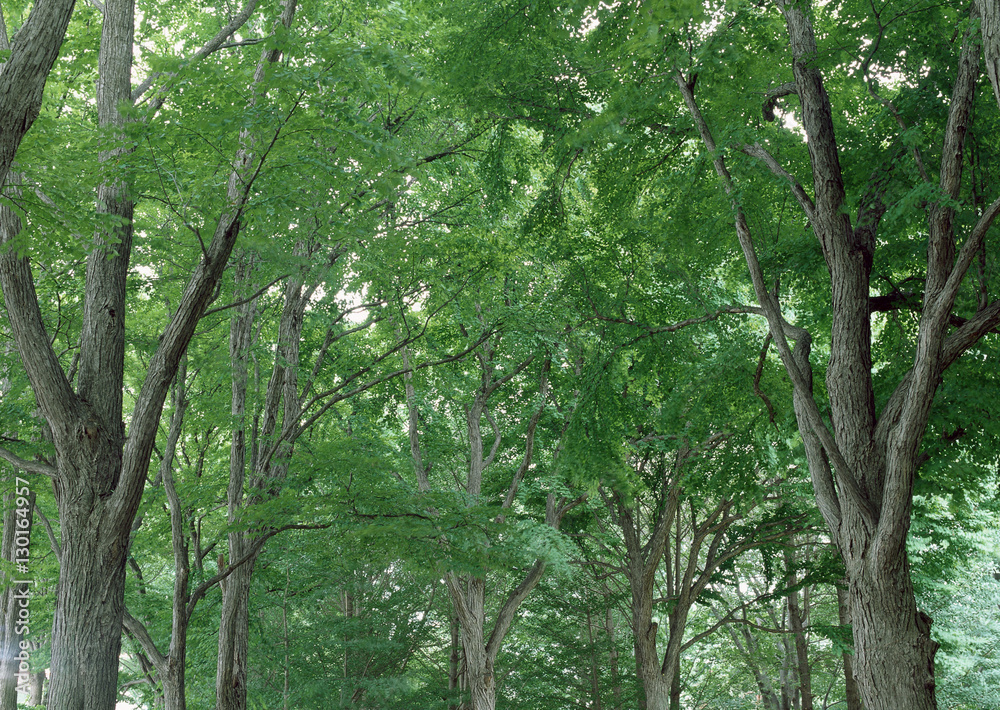 Obraz premium Forest