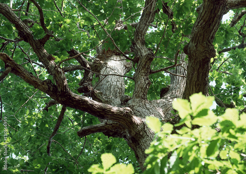 Fototapeta premium Tree