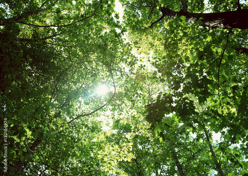 Fototapeta premium Sunlight Streaming Through the Leaves of Trees