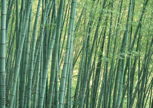 Fototapeta Naklejka Na Ścianę i Meble -  Bamboo Grove