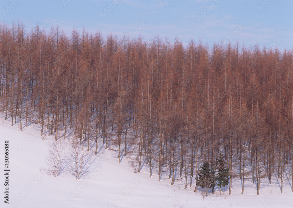 Forest Forest
