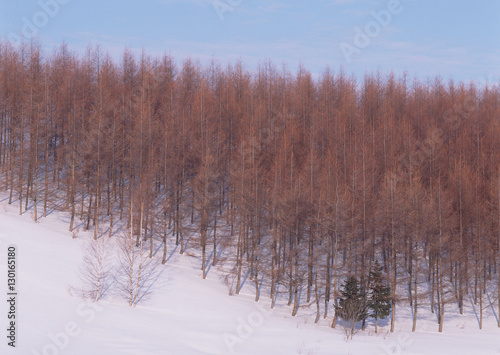 Wallpaper Mural Forest Torontodigital.ca