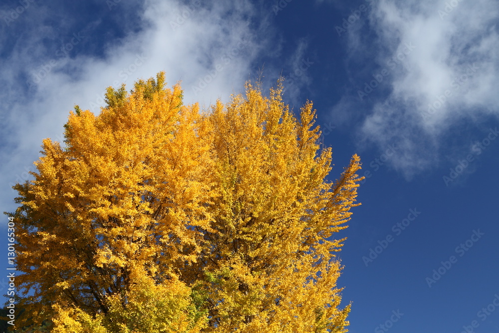 Fototapeta premium 銀杏と青空