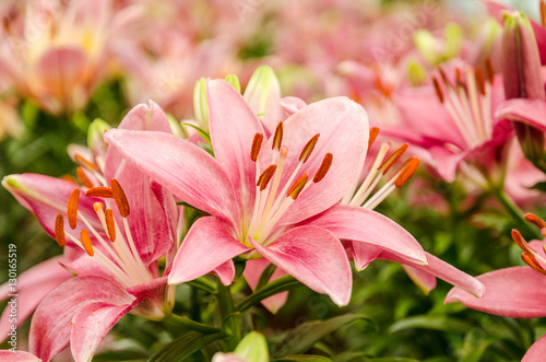 Pink lily flower,Flower, Lily, Blossom, Bouquet, Flower Head