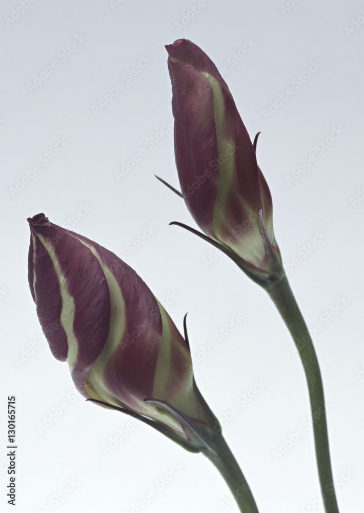 Fototapeta premium Prairie Gentian