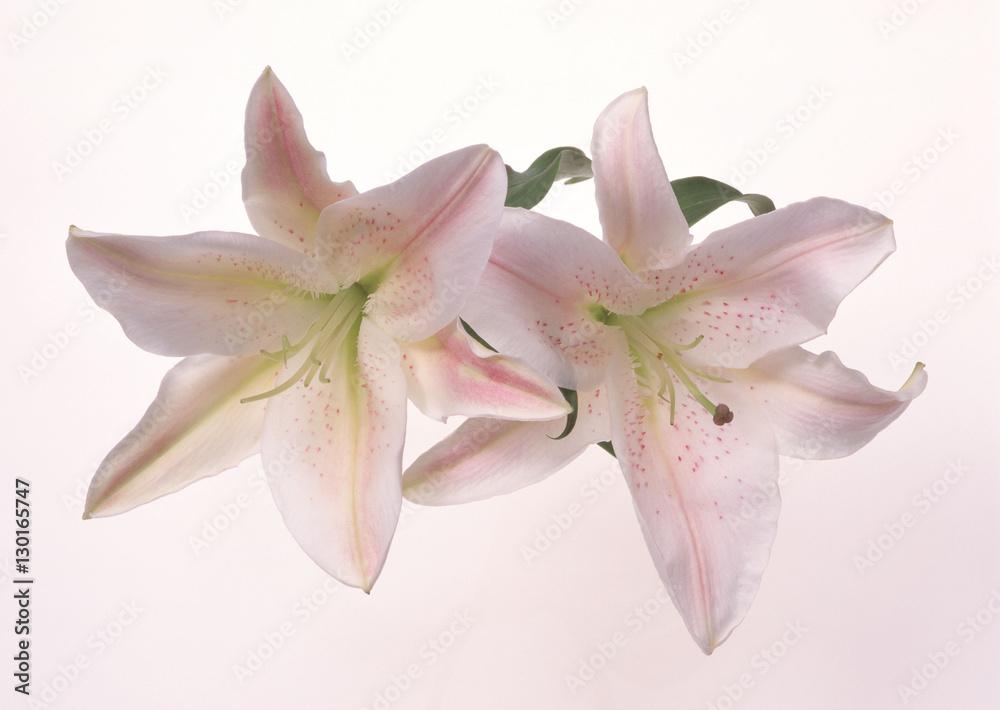 Fototapeta premium Lily