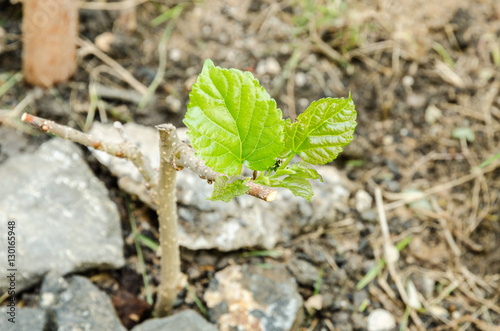 Macro view of mulberry tree leaf 